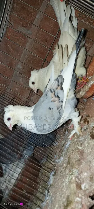রানিং জোড়া