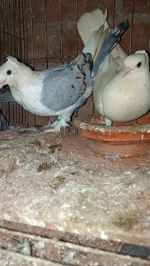 Running Pair