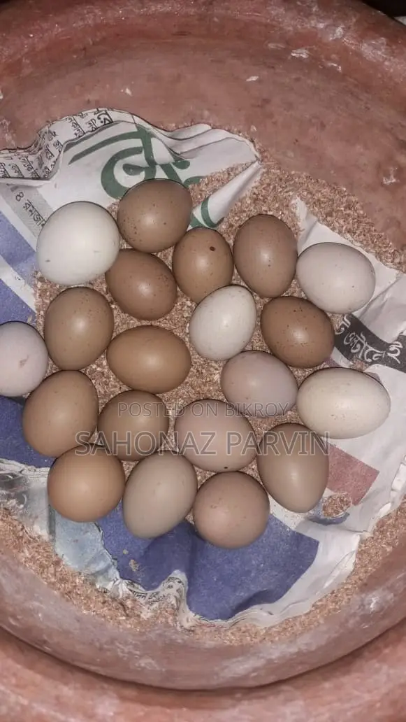 King Quail Egg