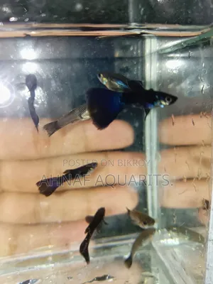Black Moscow Guppys!! Clearance Offer!!