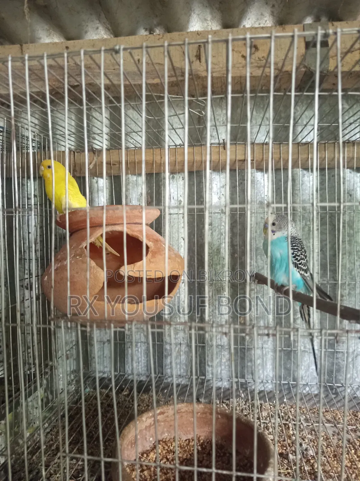 দুই জোরা বাজিগার পাখি
