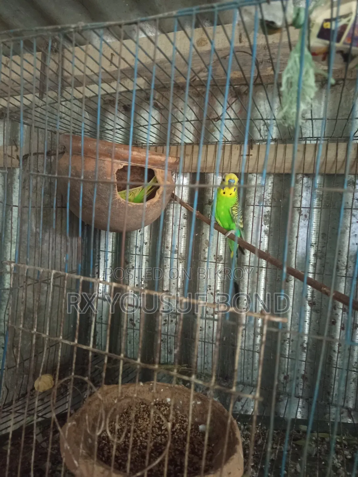 দুই জোরা বাজিগার পাখি