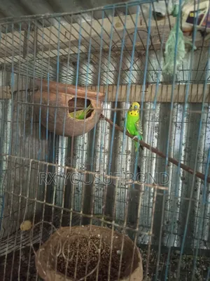 দুই জোরা বাজিগার পাখি