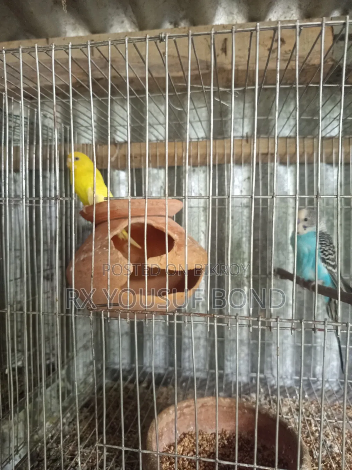 দুই জোরা বাজিগার পাখি