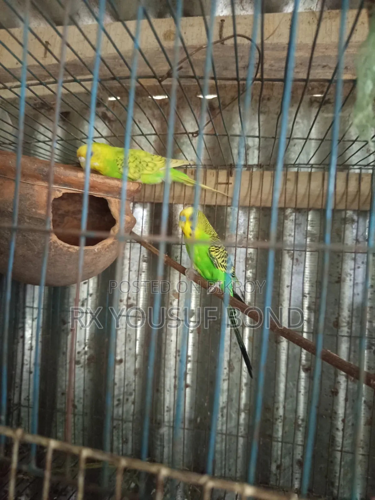 দুই জোরা বাজিগার পাখি