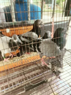 কবুতর বিক্রি
