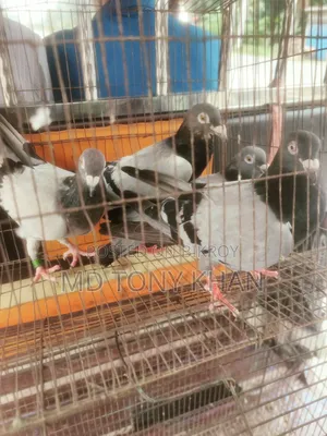 কবুতর বিক্রি