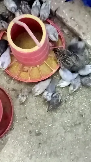 Quail Bird