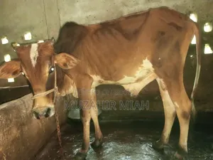 পশু সম্পদ গবাদি পশু
