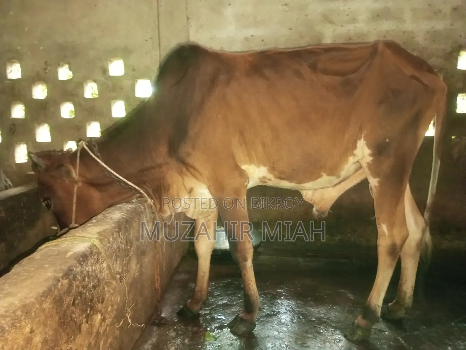 পশু সম্পদ গবাদি পশু