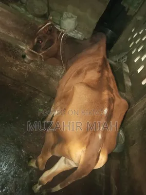 পশু সম্পদ গবাদি পশু