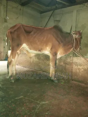 পশু সম্পদ গবাদি পশু