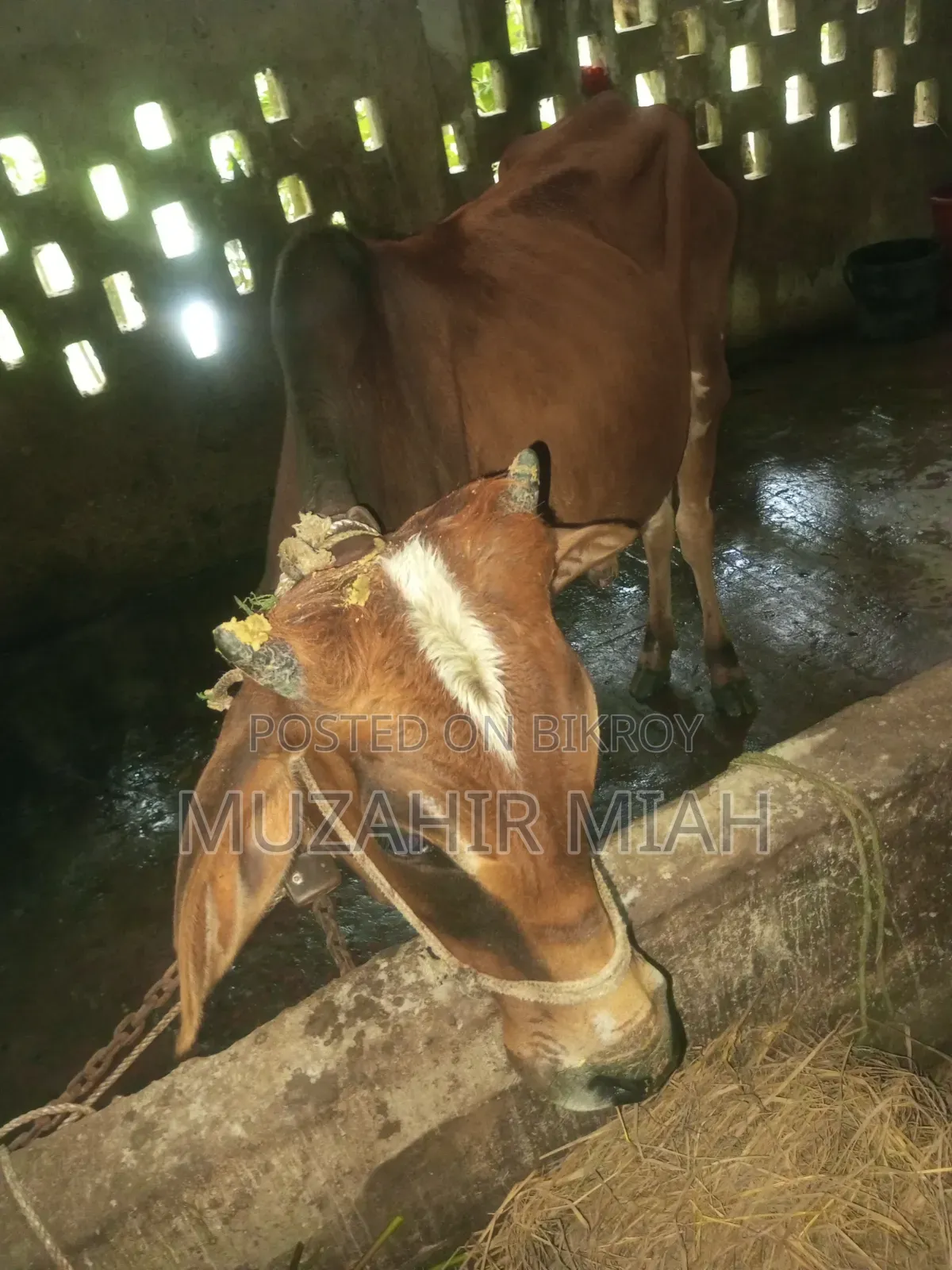 পশু সম্পদ গবাদি পশু