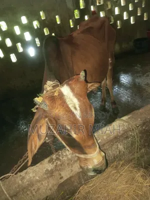 পশু সম্পদ গবাদি পশু