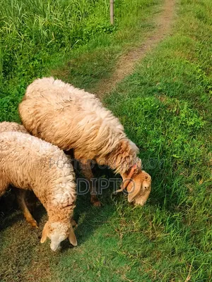 গাড়ল বিক্রি হবে