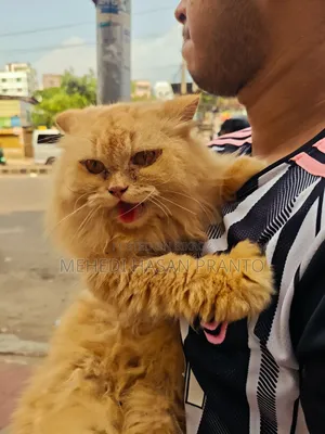 1+ Year Female Purebred Persian