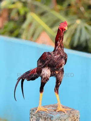 Sorali Murug