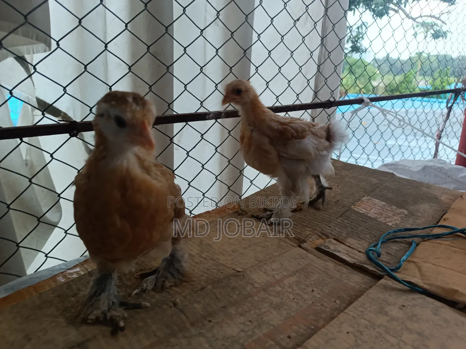 ব্লাক কোচিন এবং বাফ ব্রাহামার বাচ্চা