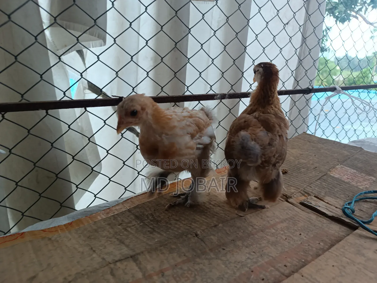 ব্লাক কোচিন এবং বাফ ব্রাহামার বাচ্চা