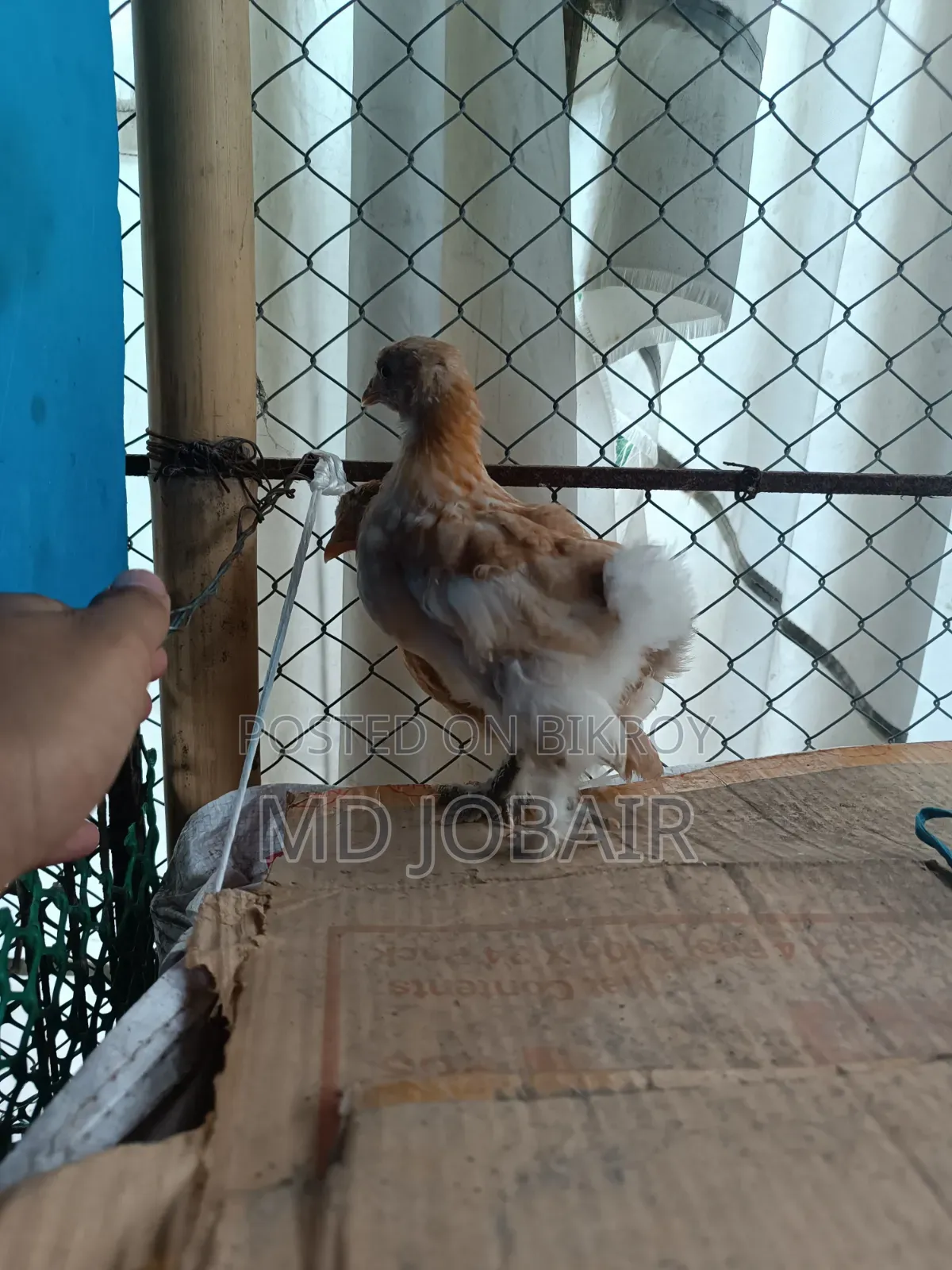 ব্লাক কোচিন এবং বাফ ব্রাহামার বাচ্চা