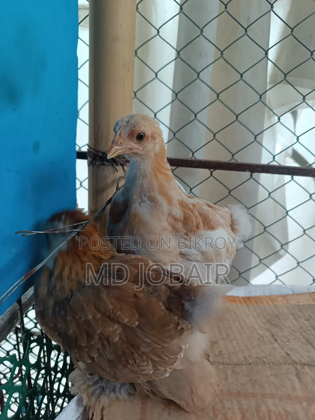 ব্লাক কোচিন এবং বাফ ব্রাহামার বাচ্চা
