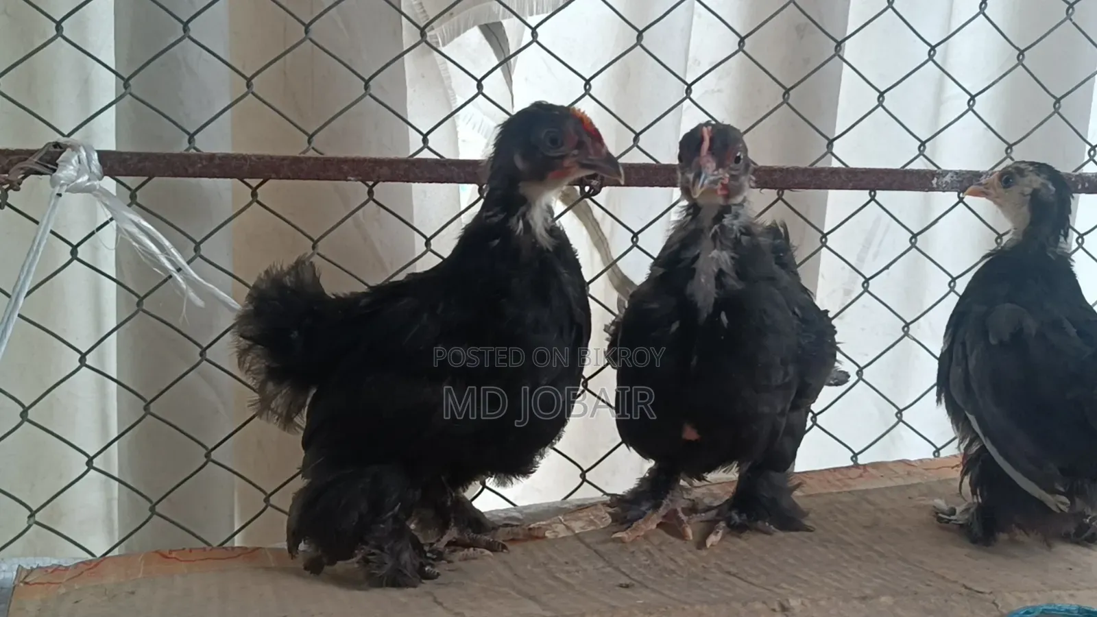 ব্লাক কোচিন এবং বাফ ব্রাহামার বাচ্চা