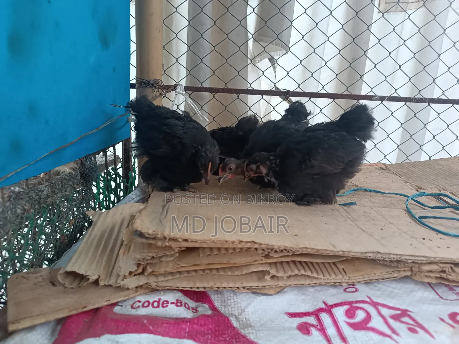 ব্লাক কোচিন এবং বাফ ব্রাহামার বাচ্চা