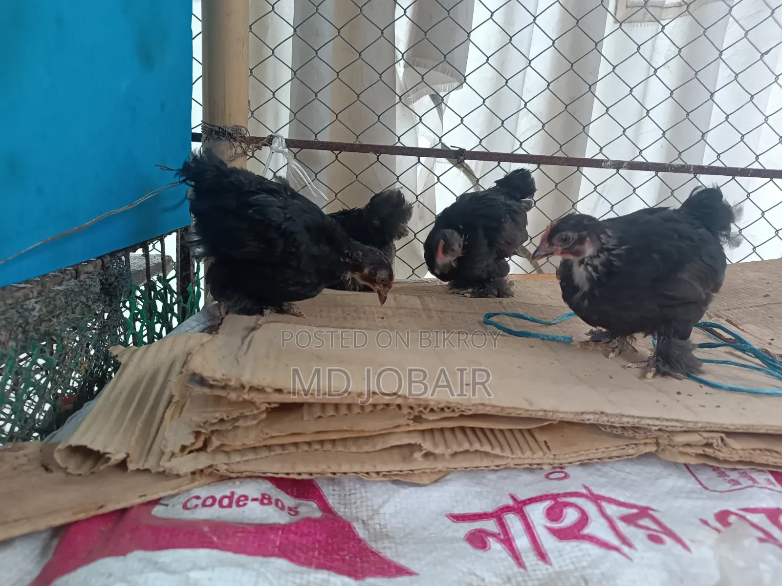 ব্লাক কোচিন এবং বাফ ব্রাহামার বাচ্চা