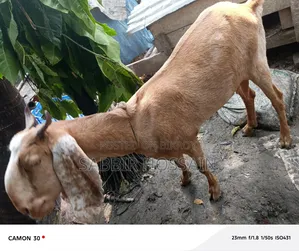 ছাগল বিক্রি হবে