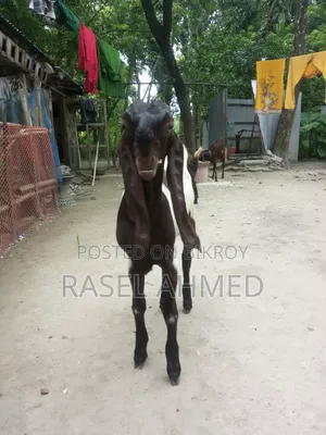 Good Breed Goat Kid