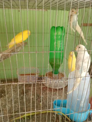Java Bird and Budgie Bird