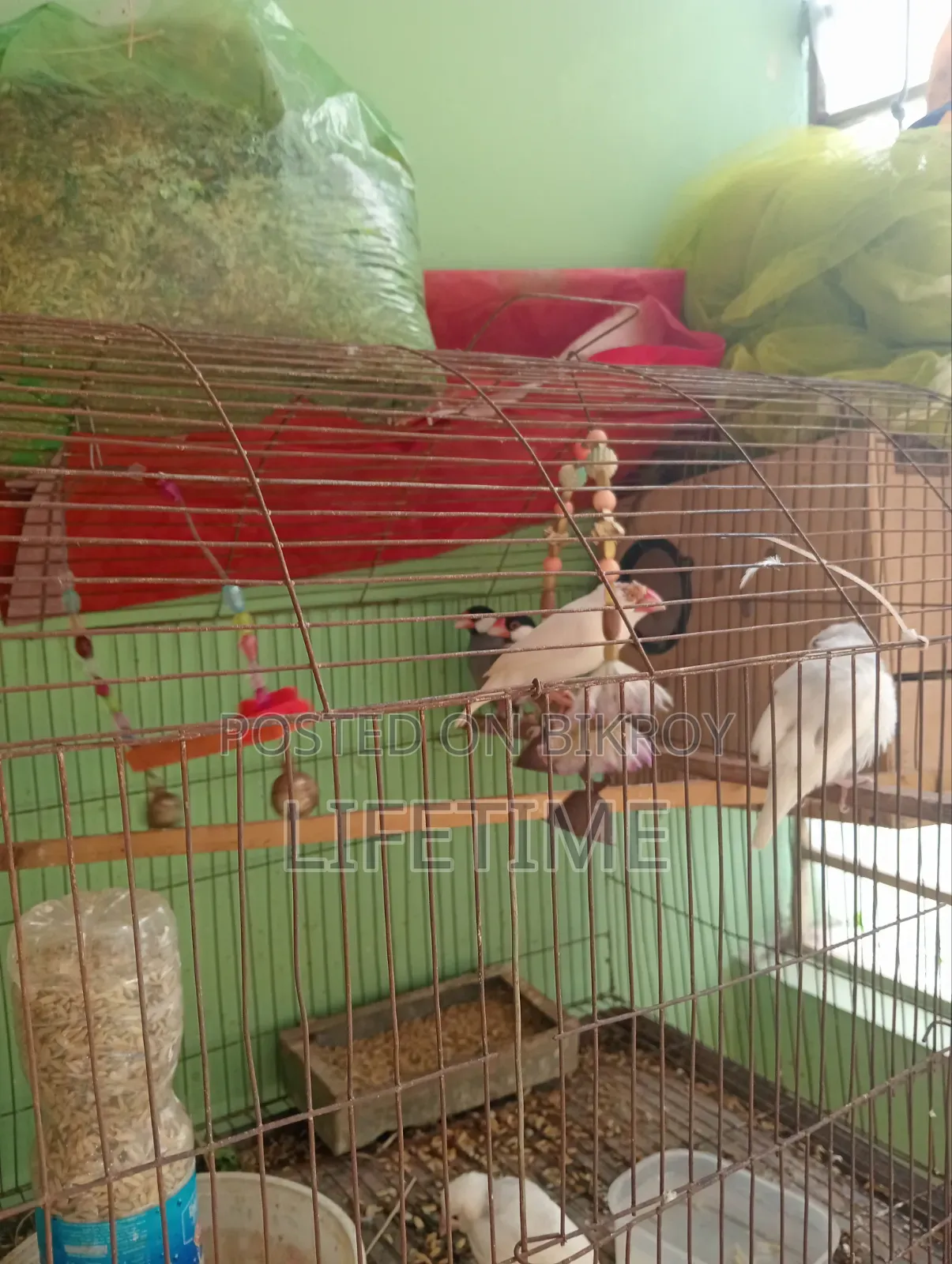 Java Bird and Budgie Bird