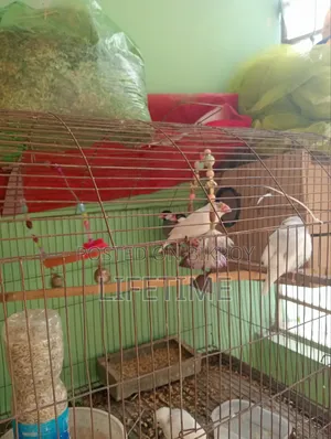 Java Bird and Budgie Bird