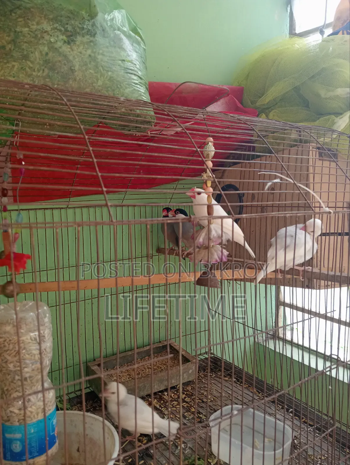 Java Bird and Budgie Bird