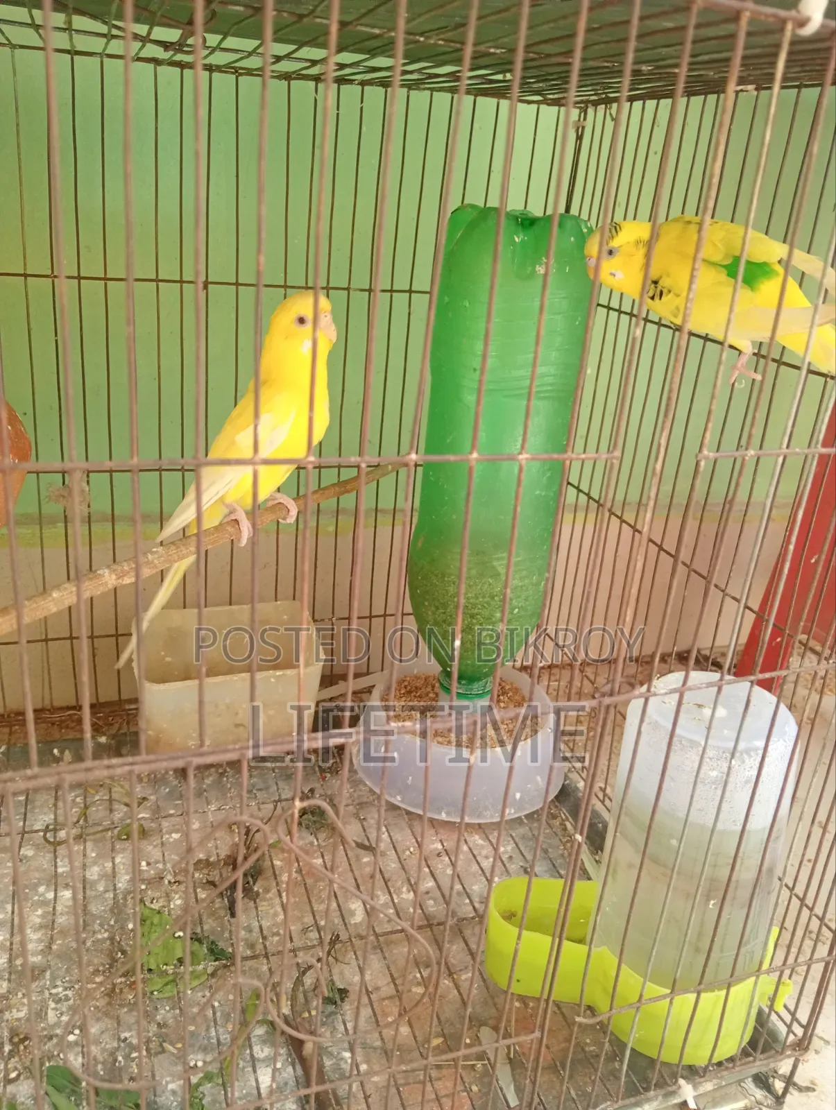 Java Bird and Budgie Bird