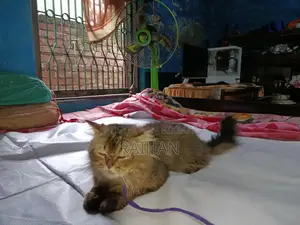 6-12 months Male Mixed Breed Persian