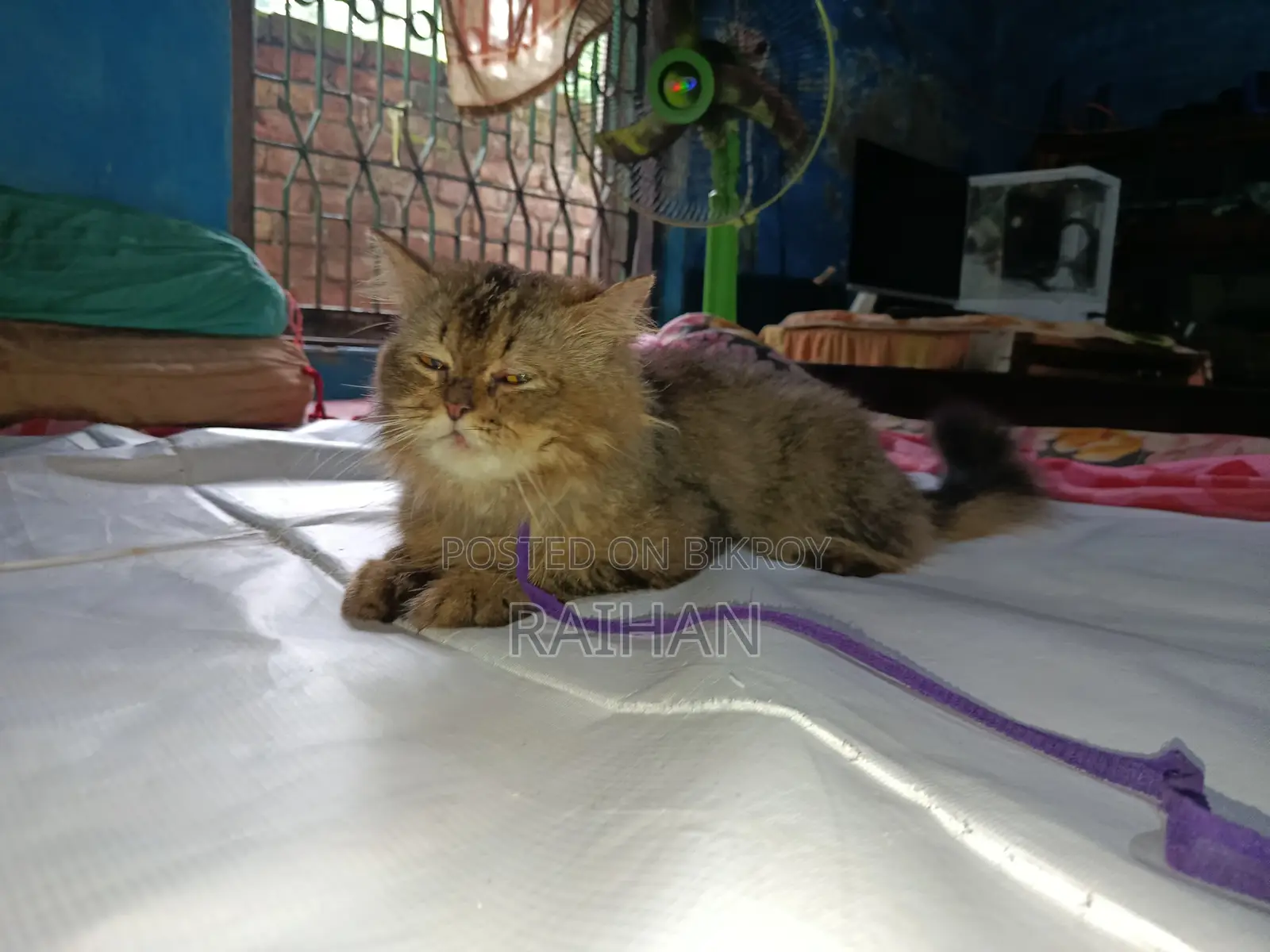 6-12 months Male Mixed Breed Persian