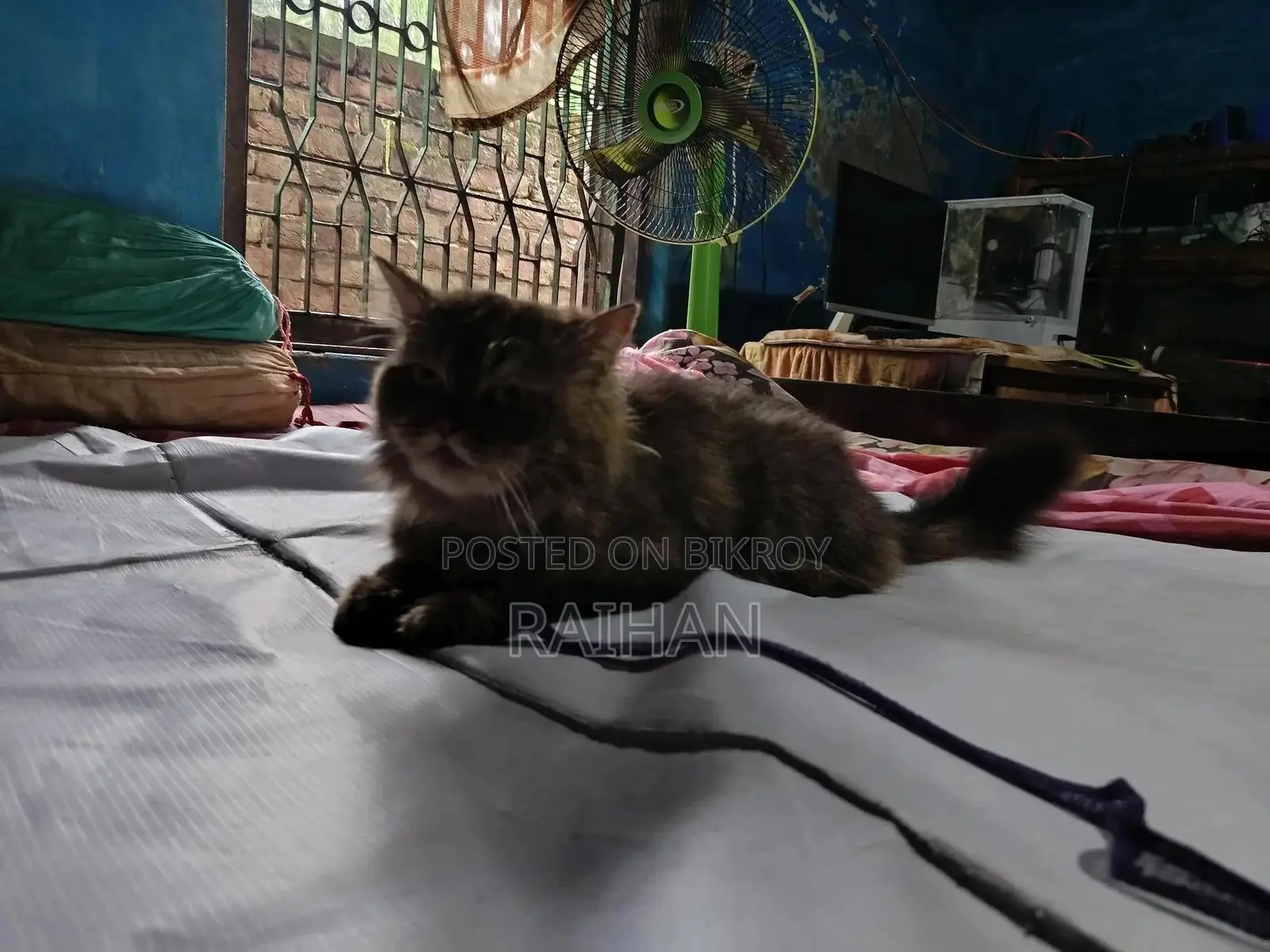 6-12 months Male Mixed Breed Persian