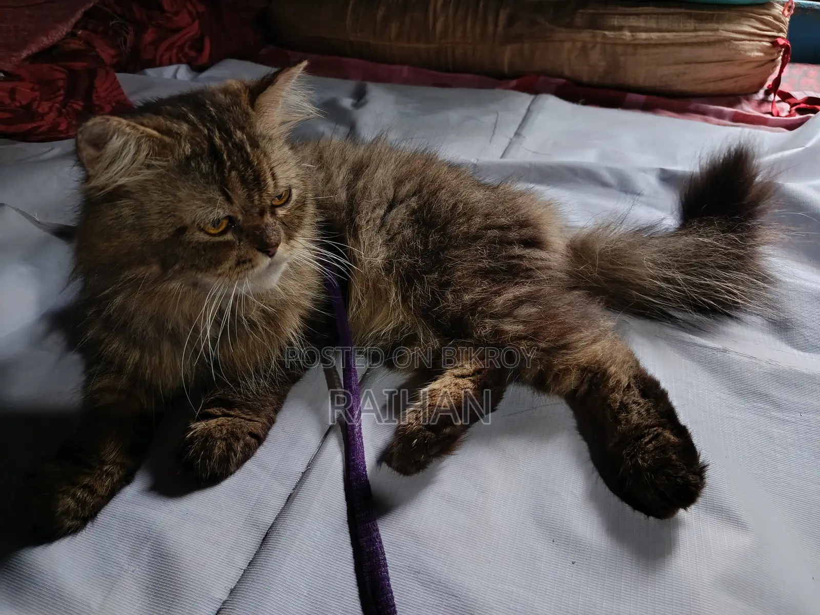 6-12 months Male Mixed Breed Persian