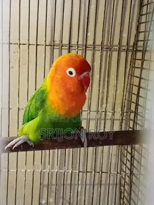 Love Bird Sell