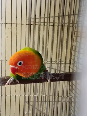 Love Bird Sell