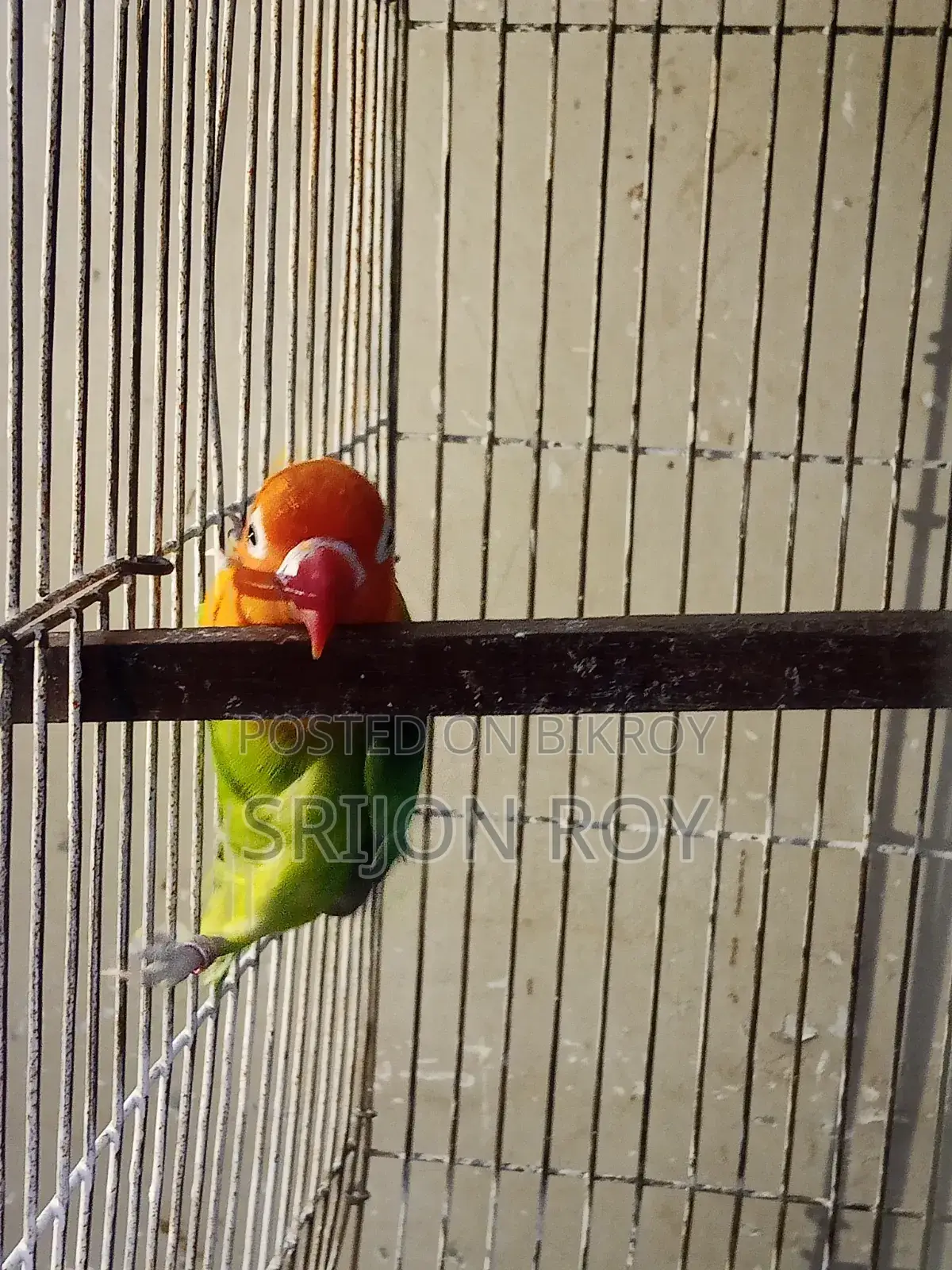 Love Bird Sell