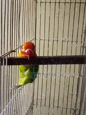 Love Bird Sell