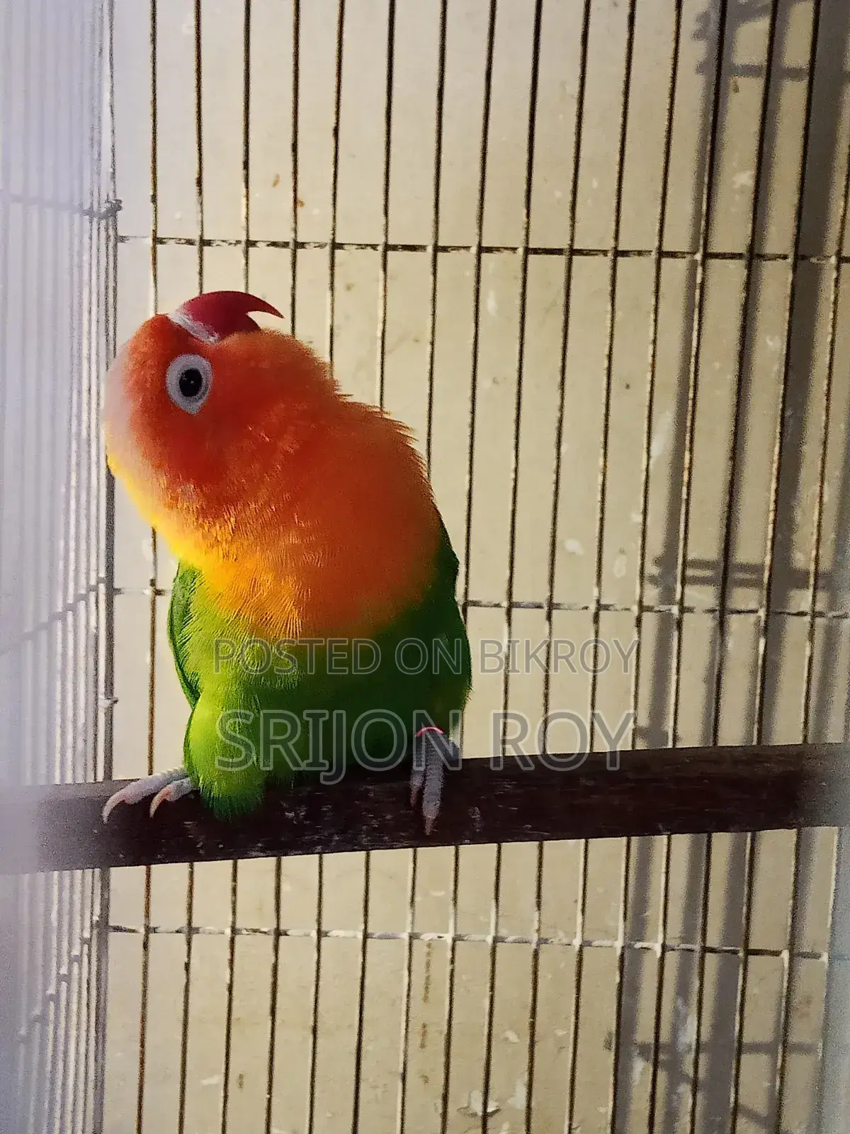 Love Bird Sell
