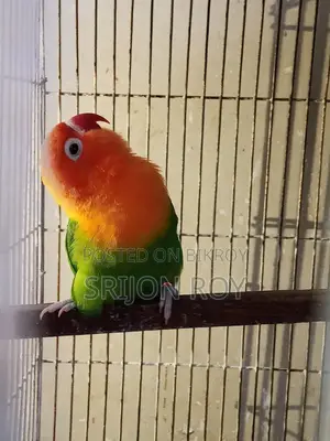Love Bird Sell