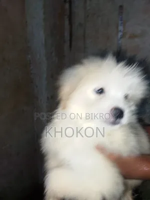 1-3 Months Male Purebred Lhasa Apso