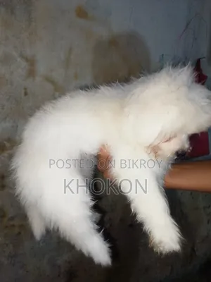 1-3 Months Male Purebred Lhasa Apso