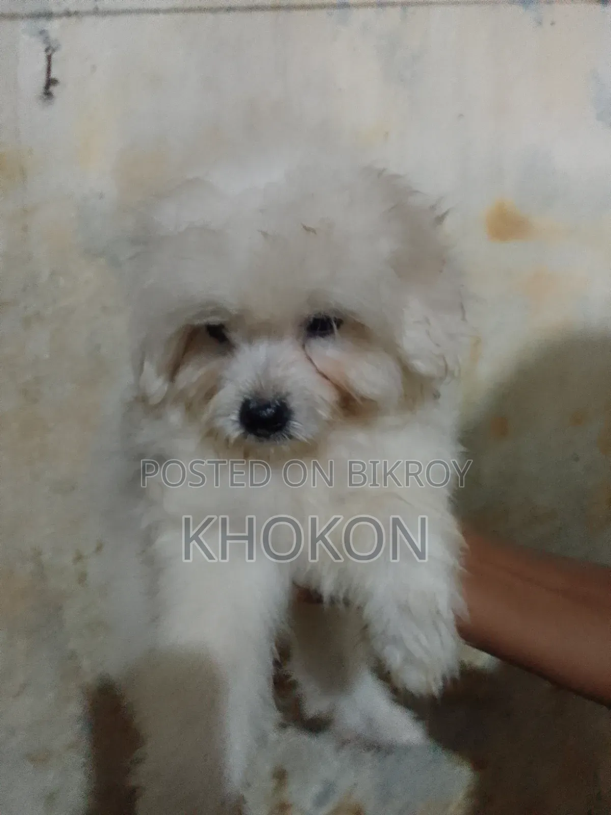1-3 Months Male Purebred Lhasa Apso