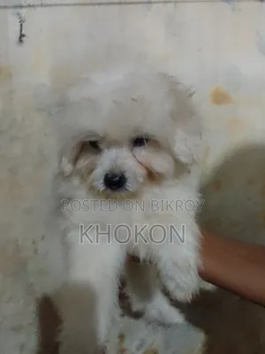 1-3 Months Male Purebred Lhasa Apso