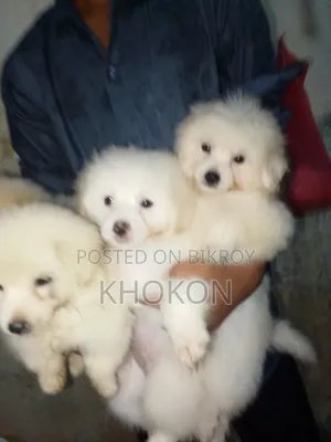 1-3 Months Male Purebred Lhasa Apso